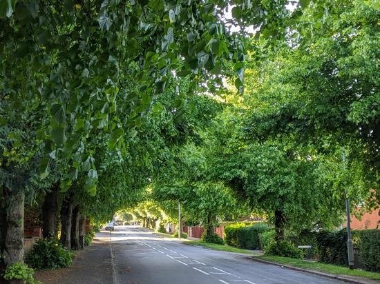 Gotta love the trees down Finedon Road